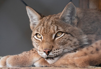 Fototapeta premium Lynx looks with predatory eyes from the shelter