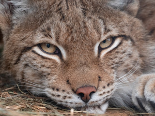 Fototapeta premium Lynx looks with predatory eyes from the shelter