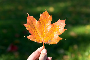 Hand holding yellow maple leaf on autumn sunny nature background. bright orange maple leaf. Natural autumn background. Symbol of fall season.Hello october.Copy space