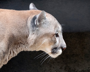 Naklejka premium Jaguar before the attack on the victim prepares to jump