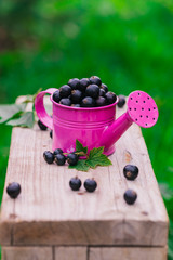 Fresh ripe blackcurrant scattered and one pink metal watering can on old wooden table