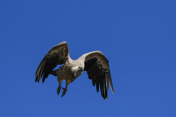 Griffon Vulture in flight
