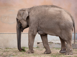 Fototapeta premium Little elephant a walks one summer day