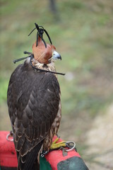 bird of prey