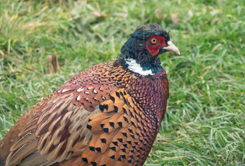Pheasant close-up on a background of green grass
