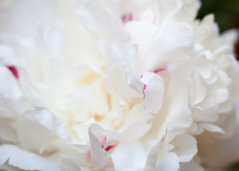Obraz na płótnie Canvas White peony flower