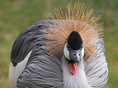 eautiful bird, Grey Crowned Crane with blue eye and red wattle