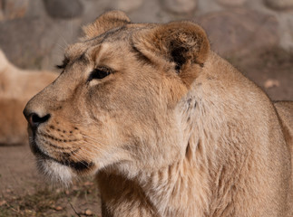 Portrait lioness basking in the warm sun after dinner