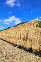 田んぼのはざかけ