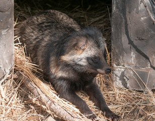 Raccoon dog resting in the shade of a tree