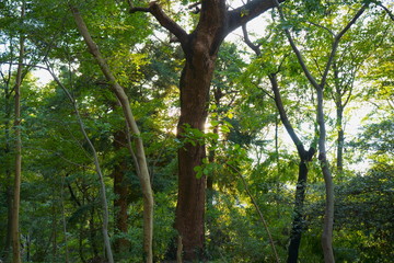 Fototapeta premium forest free