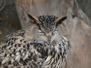 Eagle owl sitting and looking on the background of tree leaves