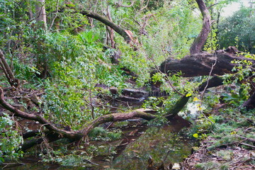 forest free
