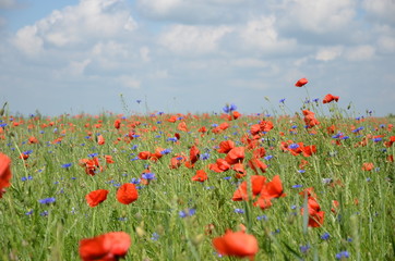 Field with wild poppy flowers - 293223248
