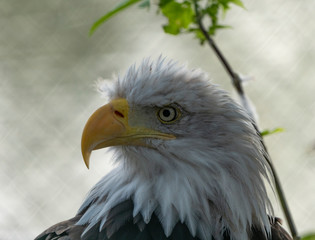 Bald Headed Eagle, close up shot with blurred background
