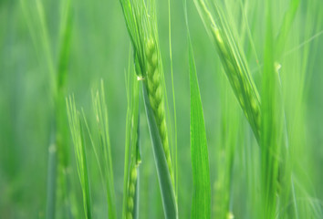 Spikelets of young green rye in a summer field. Blurred background