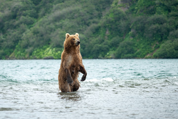 Ruling the landscape, brown bears of Kamchatka (Ursus arctos beringianus)
