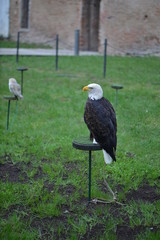 portrait of an eagle