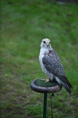 kestrel on post