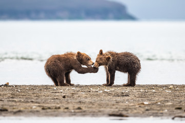 Obraz premium Ruling the landscape, brown bears of Kamchatka (Ursus arctos beringianus)