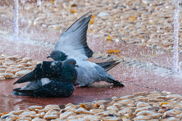 Two doves bathing in a fountain. Purification from parasites. Hygiene.