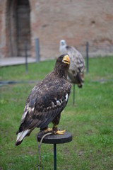 bird of prey
