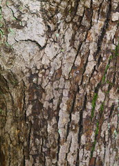 wood tree texture grain