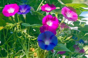 Twisted, Blooming Morning Glories in a Riot of Color