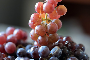 Selective focus. Fresh ripe grape. Blue and pink grapes. Autumn grape harvest.