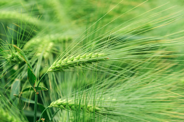 Green ears of wheat on organic farm