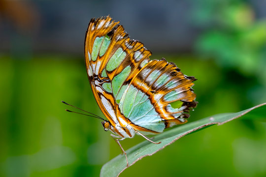 Closeup beautiful Malachite butterfly (siproeta stelenes) in a summer garden