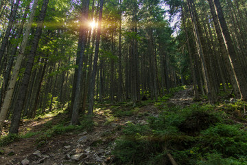 Fototapeta na wymiar morning highland mountain forest fairy tale scenery landscape view sun rise yellow beams through spruce needle foliage 