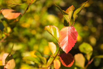 Close-up: A Bright Red Autumn Leaf Sways On A Tree Branch In The Rays Of Sunlight. Blurred Colorful Foliage Background, Copy Space. Beauty Fall Season Nature Scene.