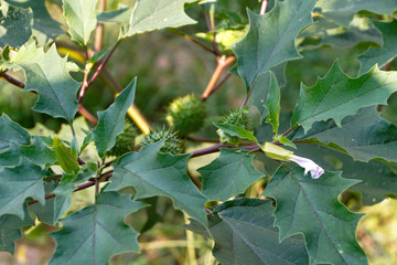 Jimson Weed With Flower and Seed Pod Close Up