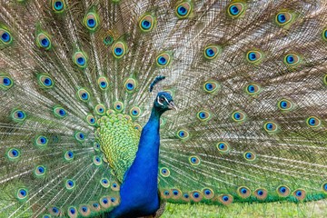 Obraz premium Peacock displaying feathers