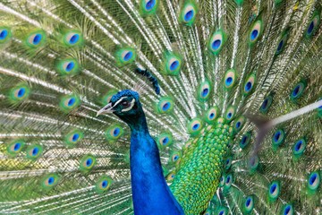 Naklejka premium Peacock displaying feathers