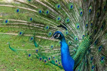 Obraz premium Peacock displaying feathers