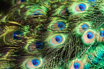 Obraz premium Tail of a Peacock