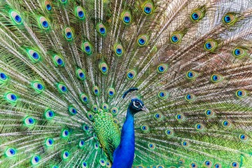 Naklejka premium Peacock displaying feathers