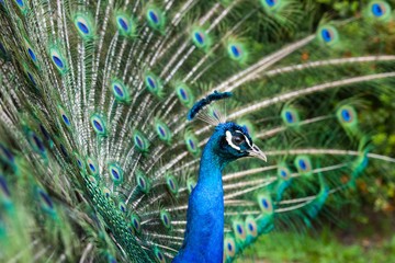 Fototapeta premium Peacock displaying feathers