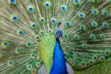 Fototapeta na wymiar Peacock displaying feathers