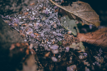 Beautiful Fall leaves with water drops after rain. Amazing Autumn colors. Blurred macro Fall foliage. Spider web closeup with rain drops on colorful Autumn leaves.