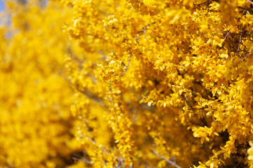 A forsythia bush blossoming in the beginning of spring.Macro shot with a nice bokeh. The forsythia bushes are one of the first to bloom in spring usually around easter.