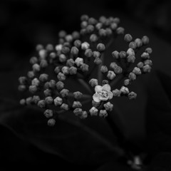 Flower Black and White.