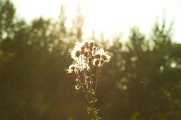 yellowed and dried plants and flowers found in nature in autumn. Solce casts glare on a dry flower.