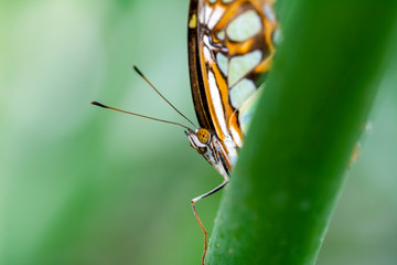 Closeup beautiful Malachite butterfly (siproeta stelenes) in a summer garden