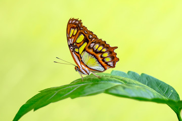 Closeup beautiful Malachite butterfly (siproeta stelenes) in a summer garden