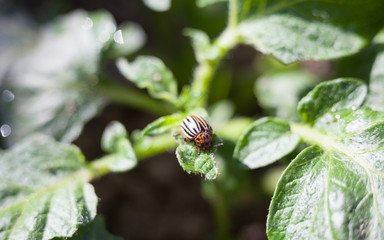 Colorado potato beetle on the potato plant.
