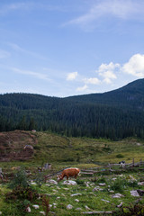 Cows grazing in the Ukrainian Carpathians