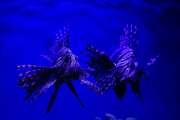 Lion fish close up nature sea fish wild life ocean aquarium blue background